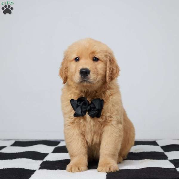Finn, Golden Retriever Puppy